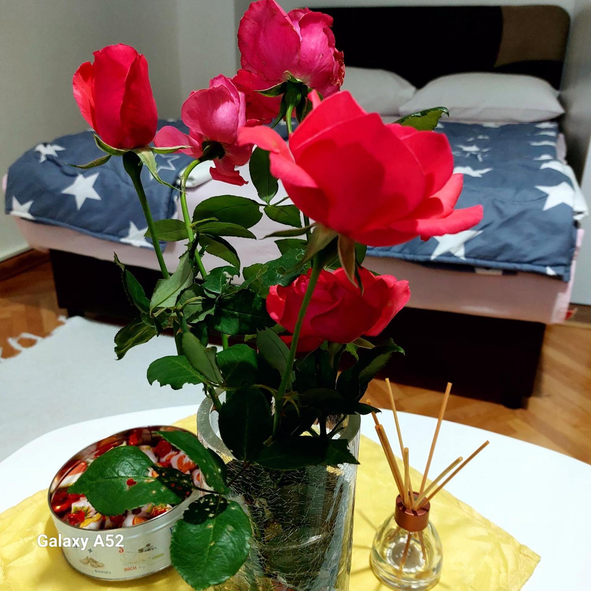 Apartman Pavle プルジネ エクステリア 写真